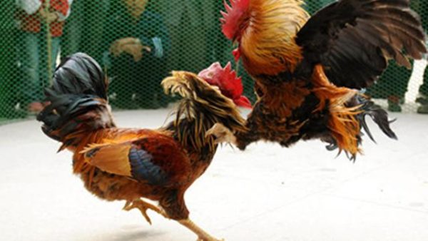 Keuntungan Hebat Bermain Judi Ayam Online
